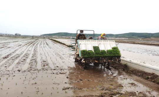 14 ng电子游戏农业水稻插秧现场_副本.png